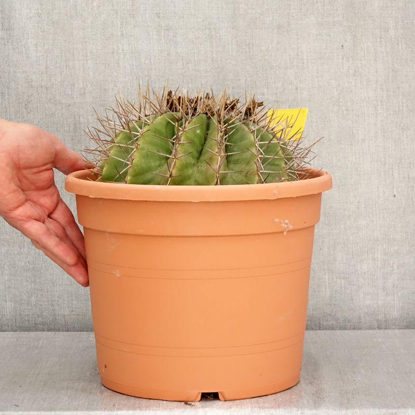Exemplar von Ferocactus schwarzii - Ferokaktus Topf mit 7,5L/10L wie im Frühjahr geliefert