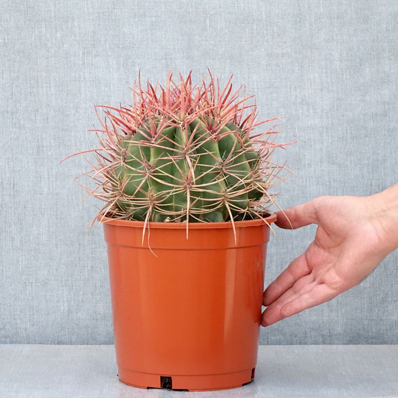 Exemplar von Ferocactus stainesii - Ferocactus stainesii Topf mit 4L/5L wie im Frühjahr geliefert