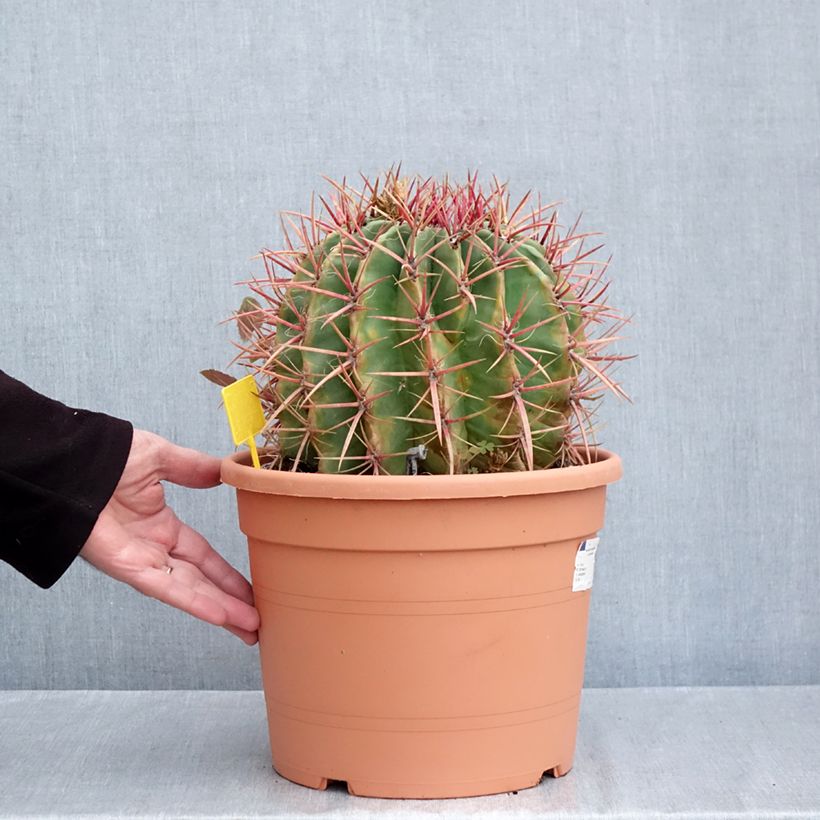 Exemplar von Ferocactus stainesii var. pilosus - Ferocactus stainesii Topf mit 7,5L/10L wie im Herbst geliefert