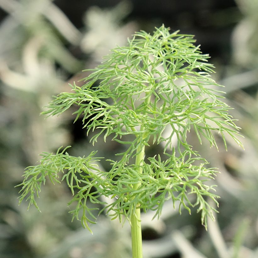 Gemeines Rutenkraut - Ferula communis (Foliage)