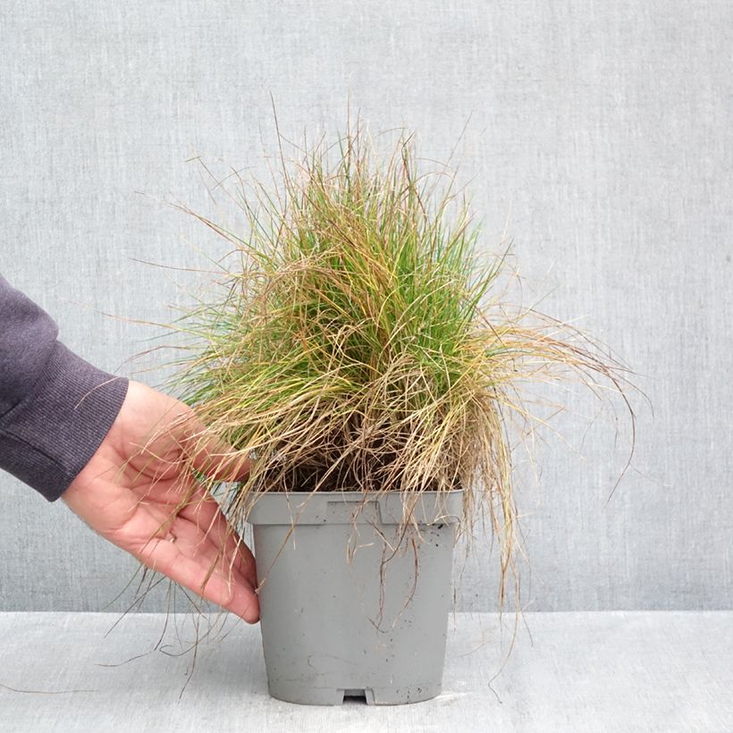 Exemplar von Echter Schwingel - Festuca filiformis Topf mit 2L/3L wie im Herbst geliefert