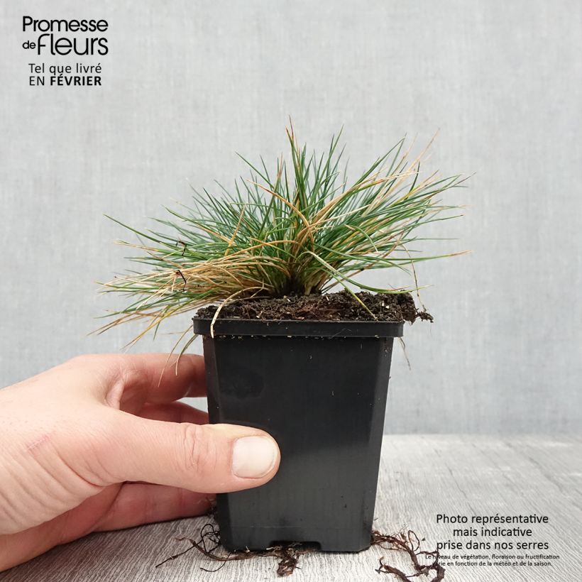Exemplar von Festuca Intense Blue - Fétuque bleue Godet de 8/9 cm wie im Winter geliefert