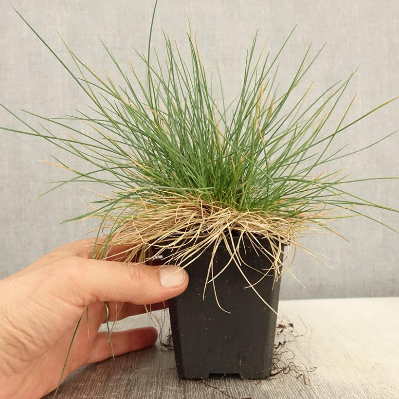 Example of Blau-Schwingel Intense Blue - Festuca glauca Kleine Töpfe von 8/9 cm as you get in printemps
