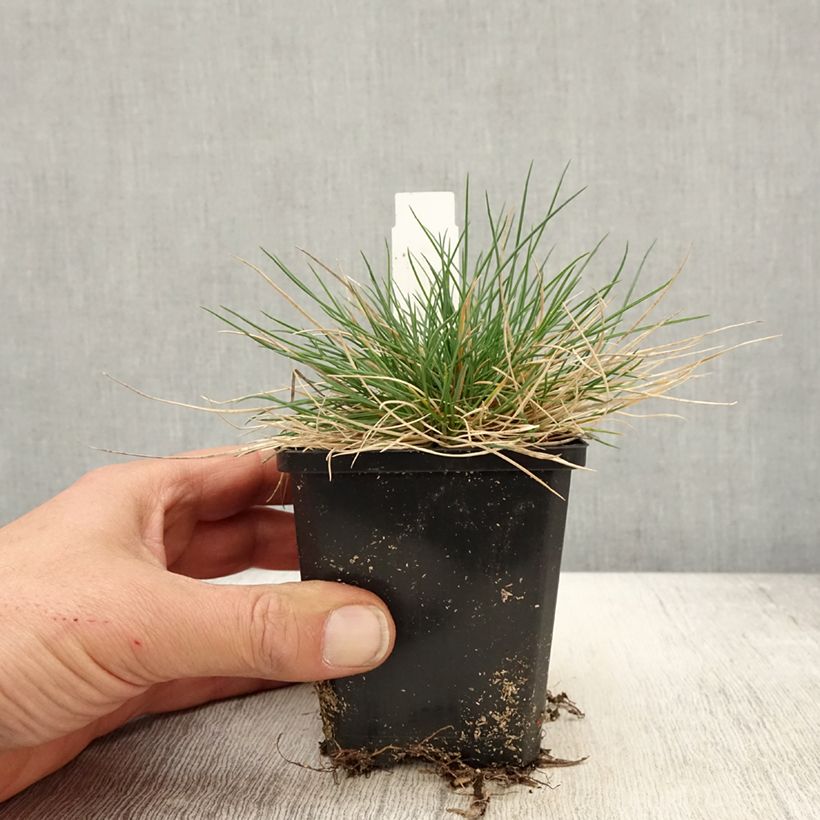 Example of Schwingel Sunrise - Festuca Kleine Töpfe von 8/9 cm as you get in printemps