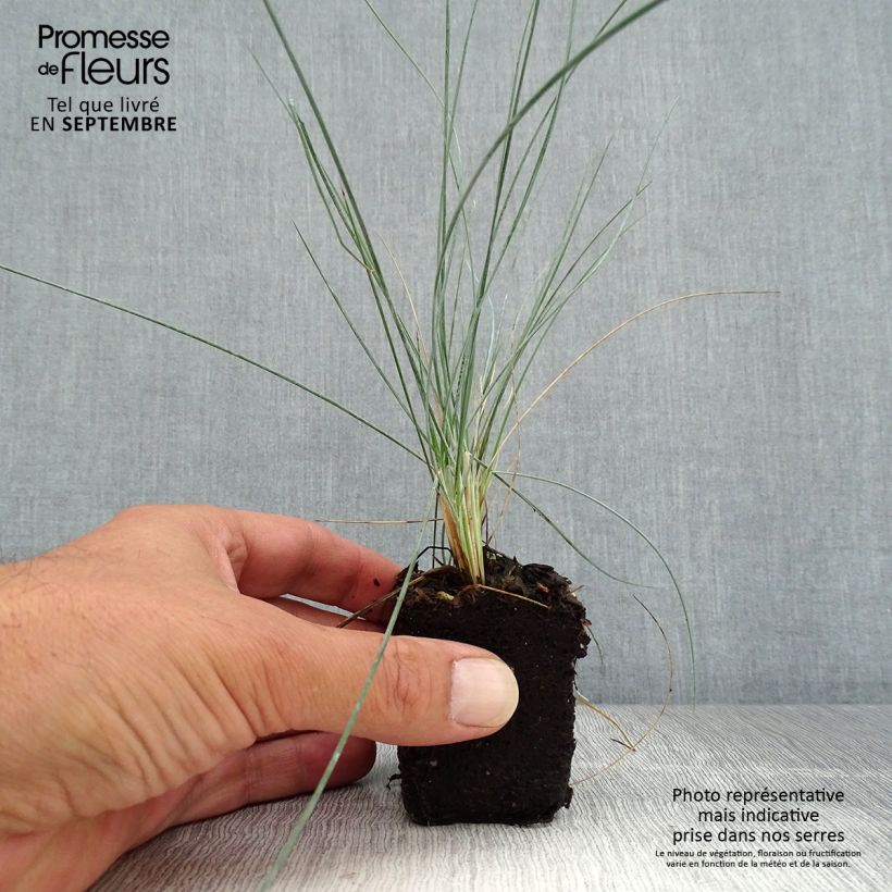 Exemplar von Blau-Schwingel Easy Blue - Festuca glauca Mini-Plug Ø 3/4 cm wie im Herbst geliefert