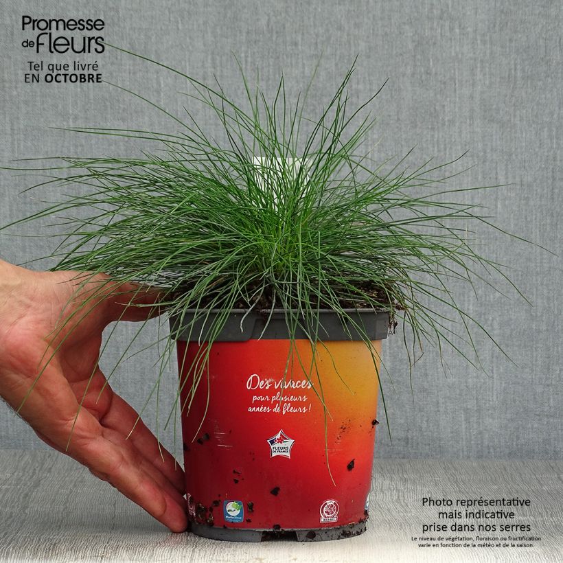Exemplar von Schaf-Schwingel var. glauca - Festuca ovina Topf mit 2L/3L wie im Herbst geliefert
