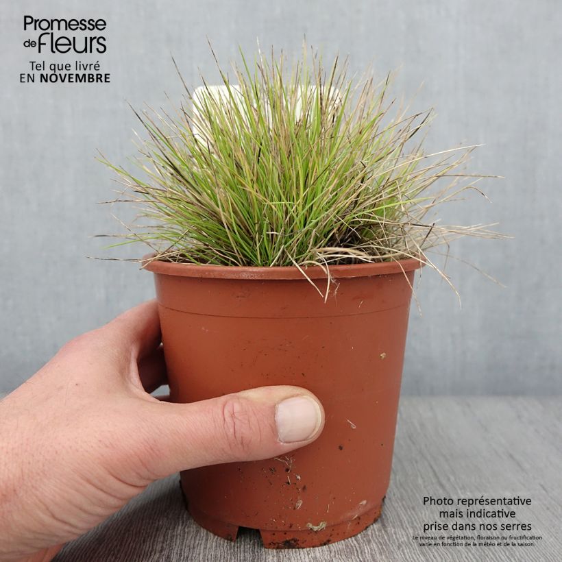 Exemplar von Fetuque, Festuca glauca Golden Toupee Pot de 1L/1,5L wie im Herbst geliefert