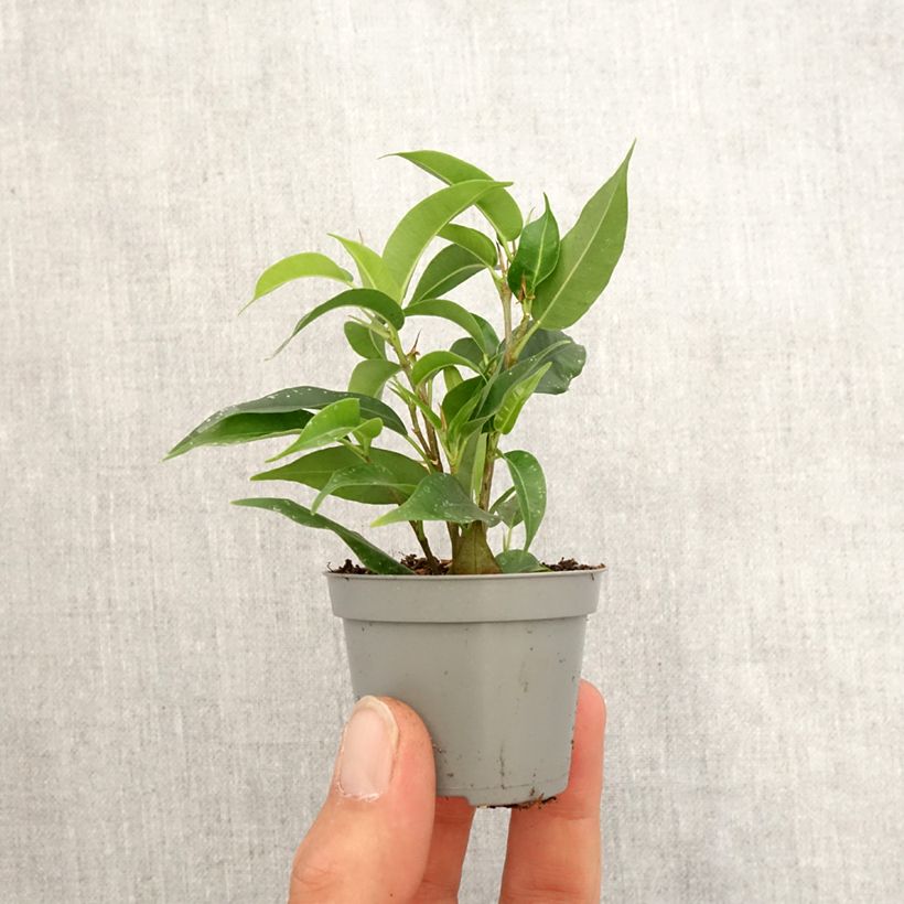 Example of Ficus Natasja - Birkenfeige Mini-Pflanze as you get in printemps