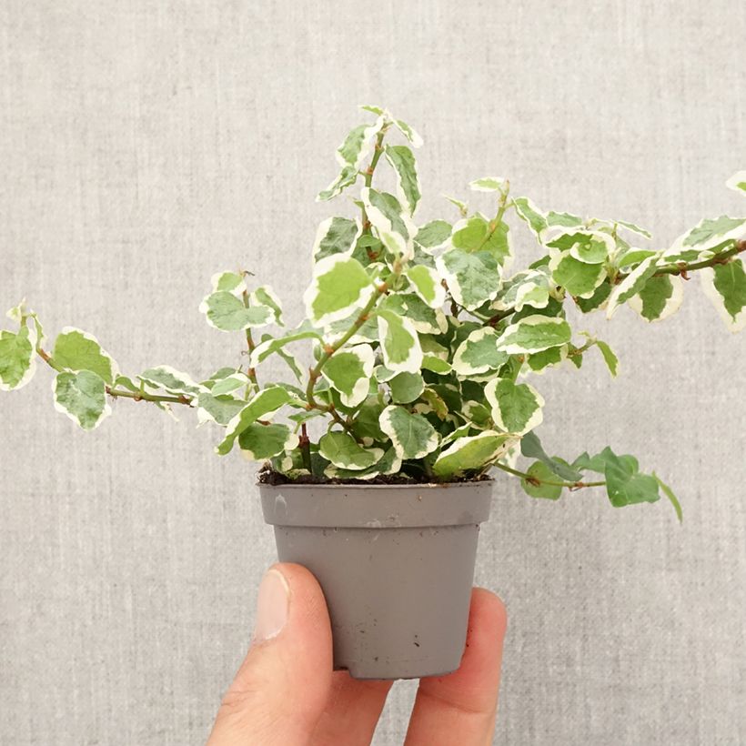 Exemplar von Ficus pumila Bellus - Kletter-Feige Mini-Pflanze wie im Frühjahr geliefert