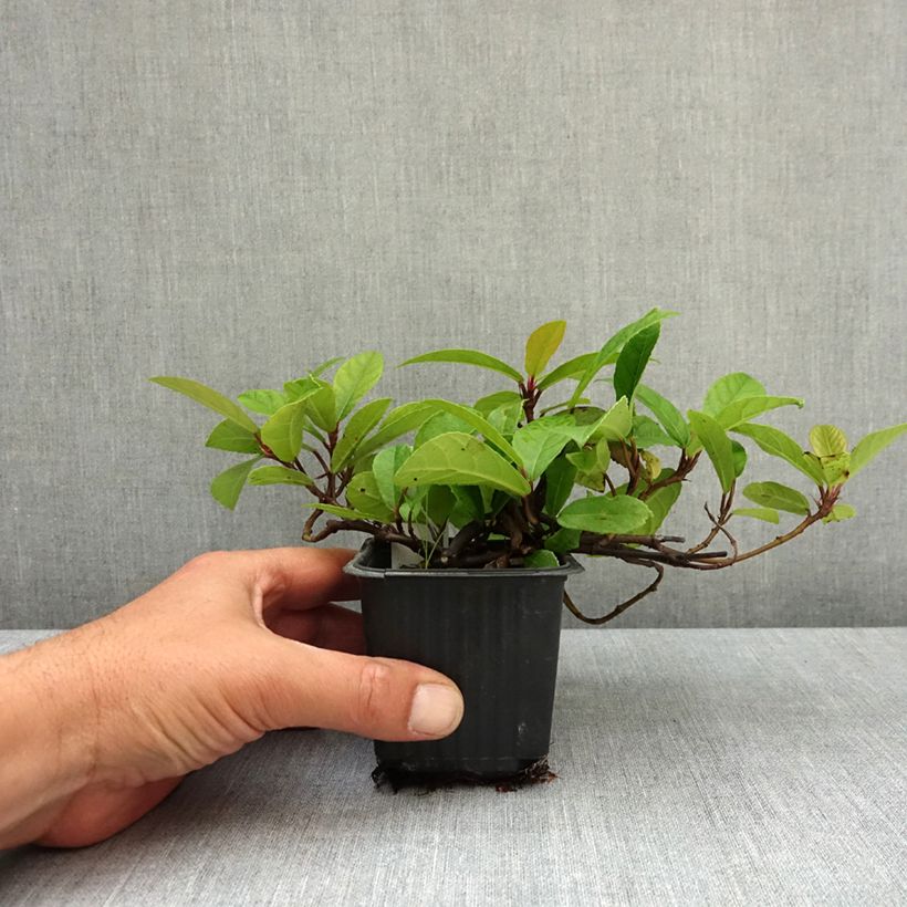 Exemplar von Ficus tikoua Kleine Töpfe von 8/9 cm wie im Frühjahr geliefert