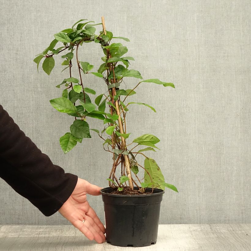 Exemplar von Ficus tikoua Topf mit 2L/3L wie im Herbst geliefert