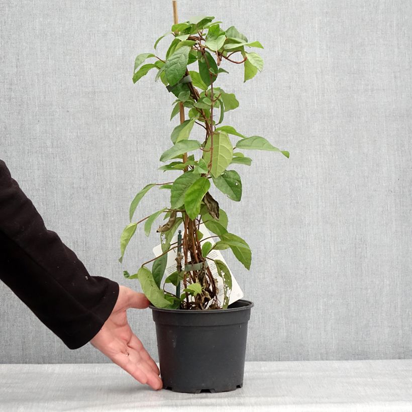 Exemplar von Ficus tikoua - Figuier des guêpes                           Pot de 2L/3L wie im Winter geliefert