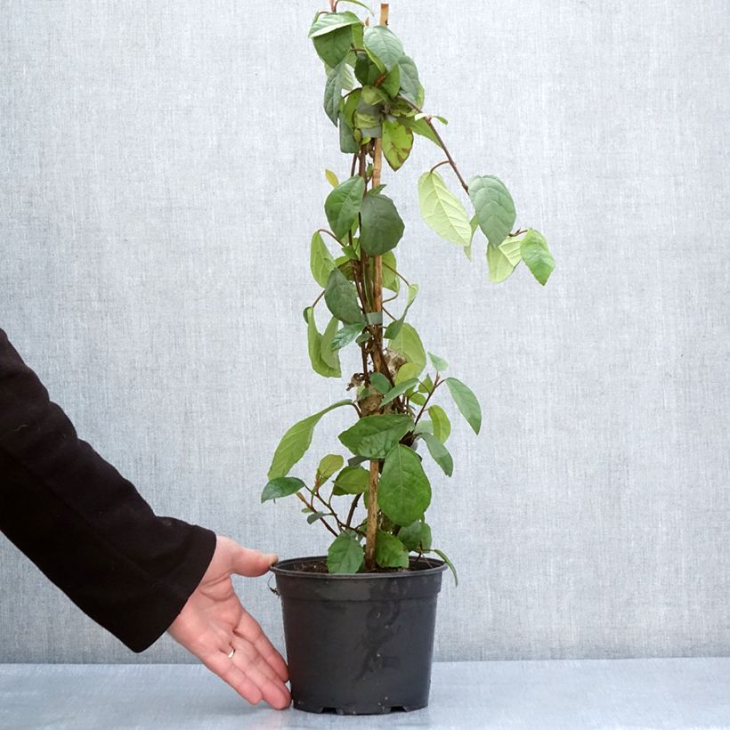 Exemplar von Ficus tikoua Topf mit 2L/3L wie im Frühjahr geliefert