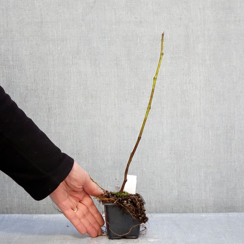 Example of Feige Brown Turkey - Ficus carica Kleine Töpfe von 8/9 cm as you get in hiver