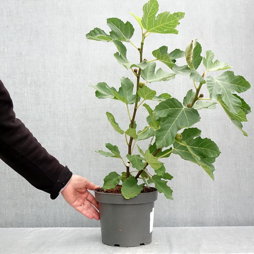 Exemplar von Feige Brunswick - Ficus carica Topf mit 4L/5L, Strauch wie im Herbst geliefert