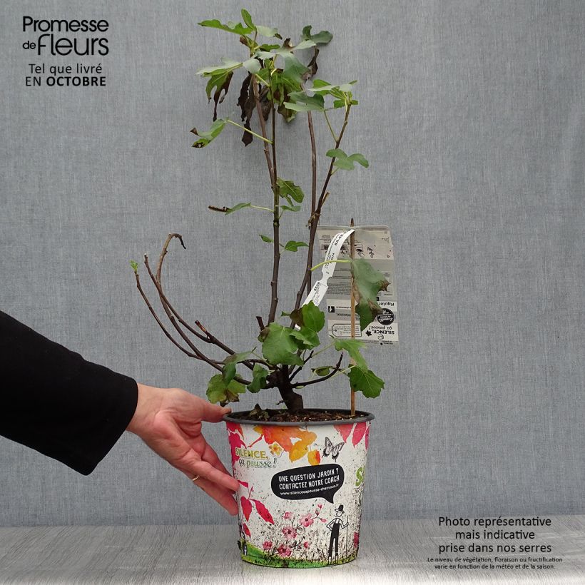 Exemplar von Feige Osborn Prolific - Ficus carica Topf mit 4L/5L wie im Herbst geliefert