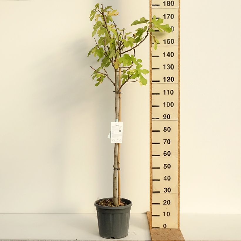 Exemplar von Feige Osborn Prolific - Ficus carica Topf mit 12L/15L, Halbstamm wie im Sommer geliefert