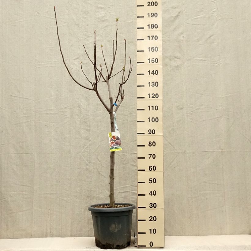 Exemplar von Feige Ronde De Bordeaux - Ficus carica Topf mit 7,5L/10L, Halbstamm wie im Frühjahr geliefert
