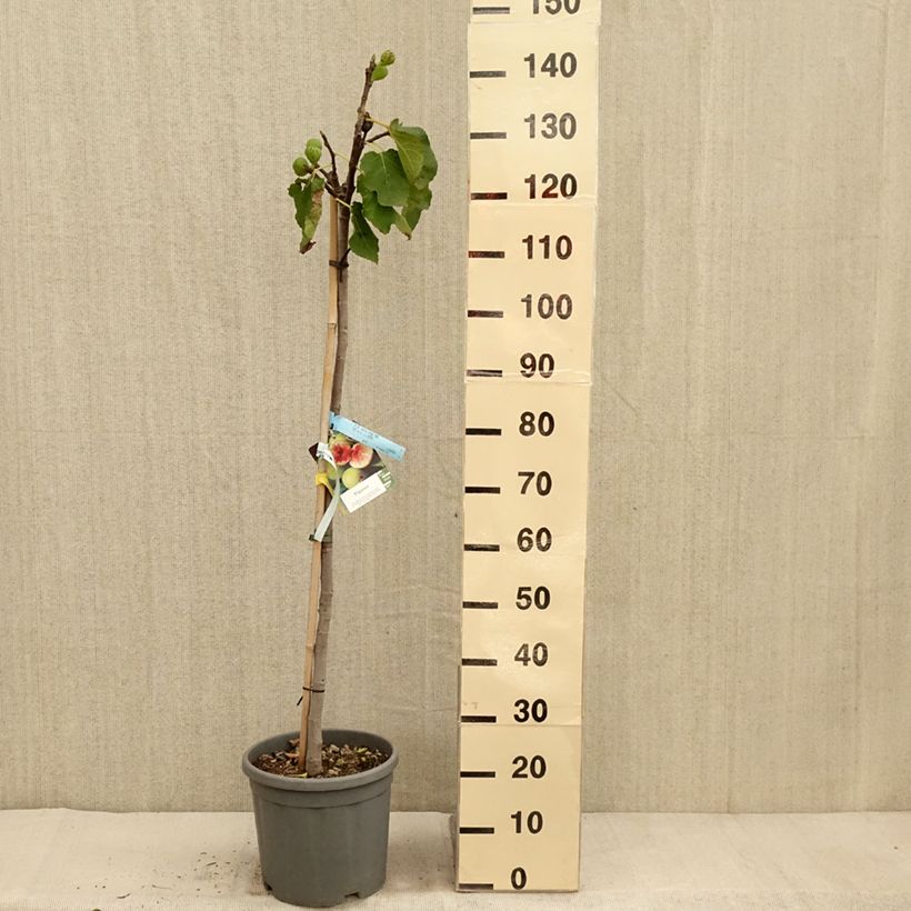 Exemplar von Figuier - Ficus carica Sucre Vert Pot de 12L/15L, Demi-Tige wie im Herbst geliefert