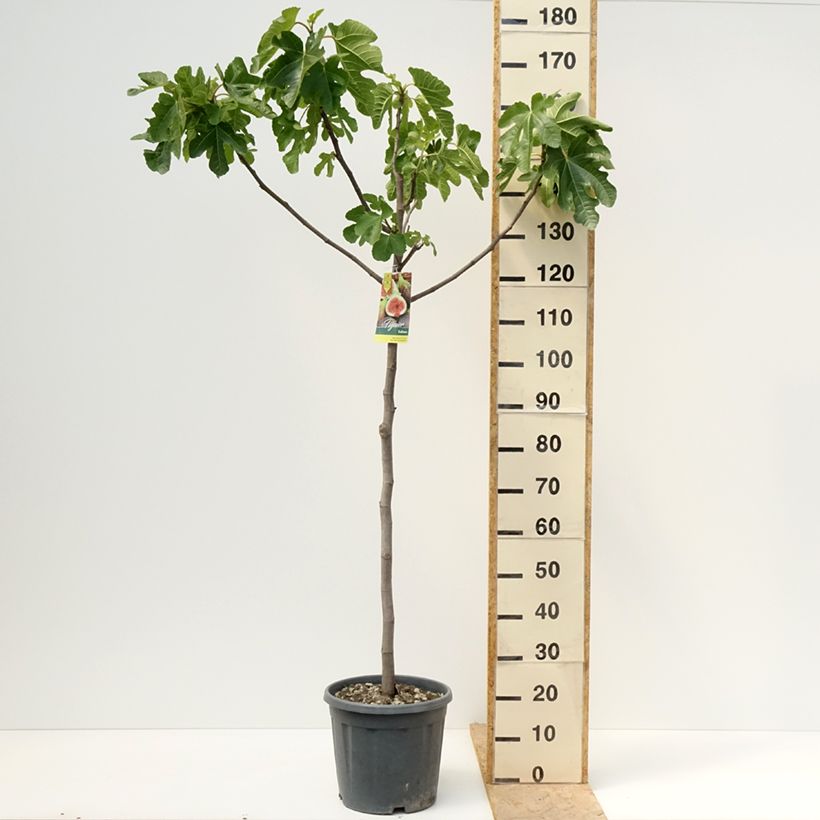 Exemplar von Feige Sultane - Ficus carica Topf mit 12L/15L, Halbstamm wie im Frühjahr geliefert