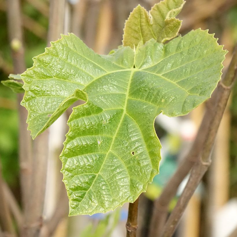 Feige Sultane - Ficus carica (Laub)