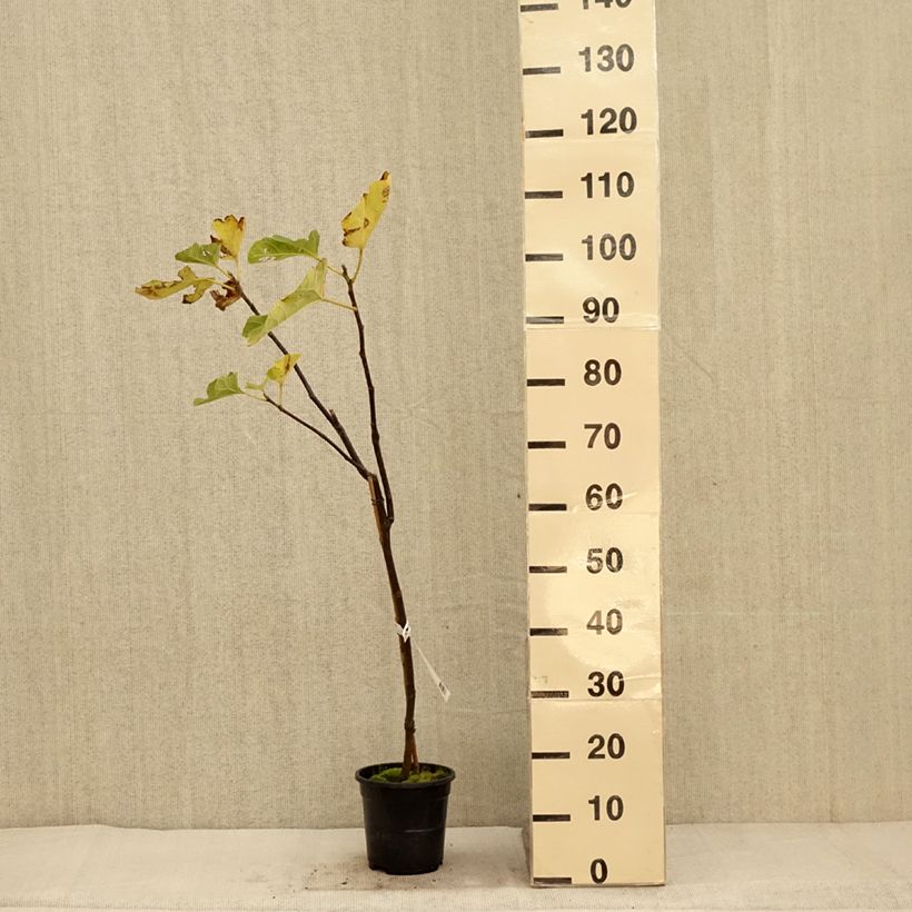 Exemplar von Feige Firoma ´Kojufcf´ - Ficus carica Topf mit 4L/5L, Strauch/Busch, mehrstämmig wie im Herbst geliefert