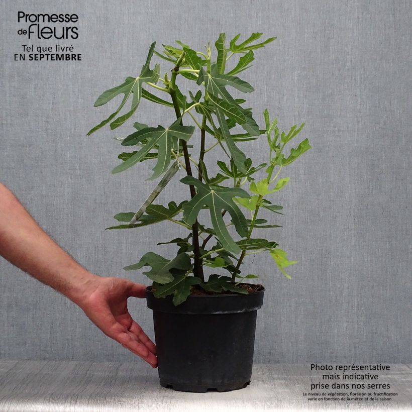 Exemplar von Feige Goutte d'Or - Ficus carica Topf mit 2L/3L wie im Herbst geliefert