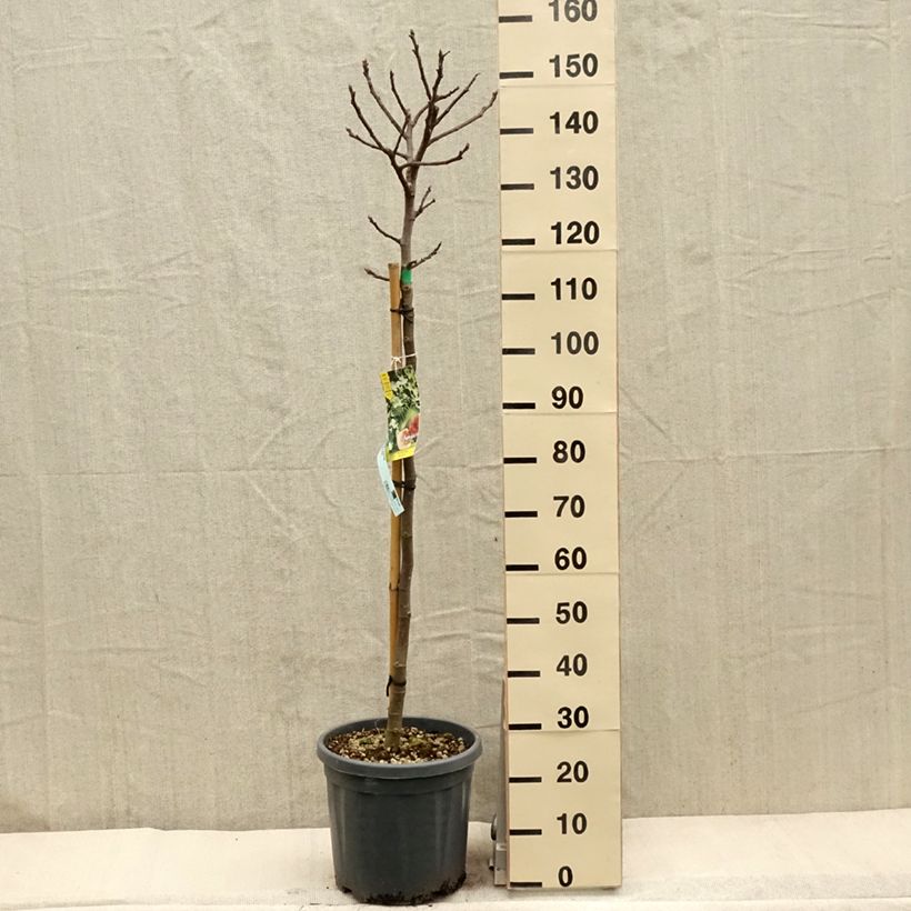 Exemplar von Feige Goutte d'Or - Ficus carica Topf mit 7,5L/10L, Halbstamm wie im Frühjahr geliefert