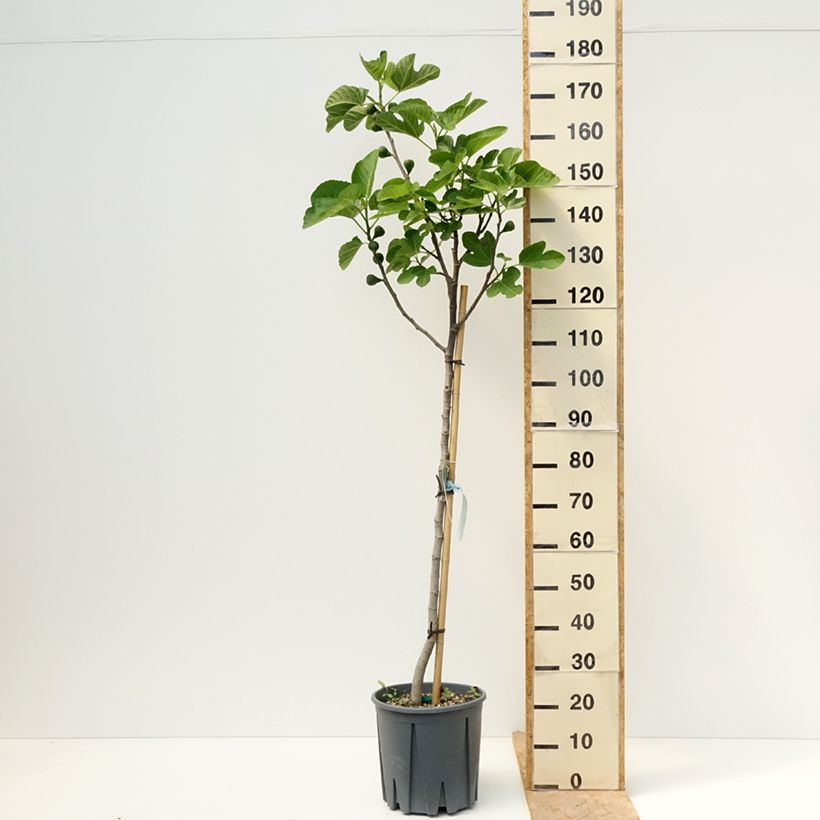 Example of Feige Grise de Saint Jean - Ficus carica Topf mit 12L/15L, Halbstamm as you get in printemps