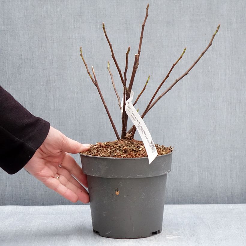 Exemplar von Feige Gustis Ficcolino - Ficus carica Topf mit 2L/3L, Strauch wie im Winter geliefert