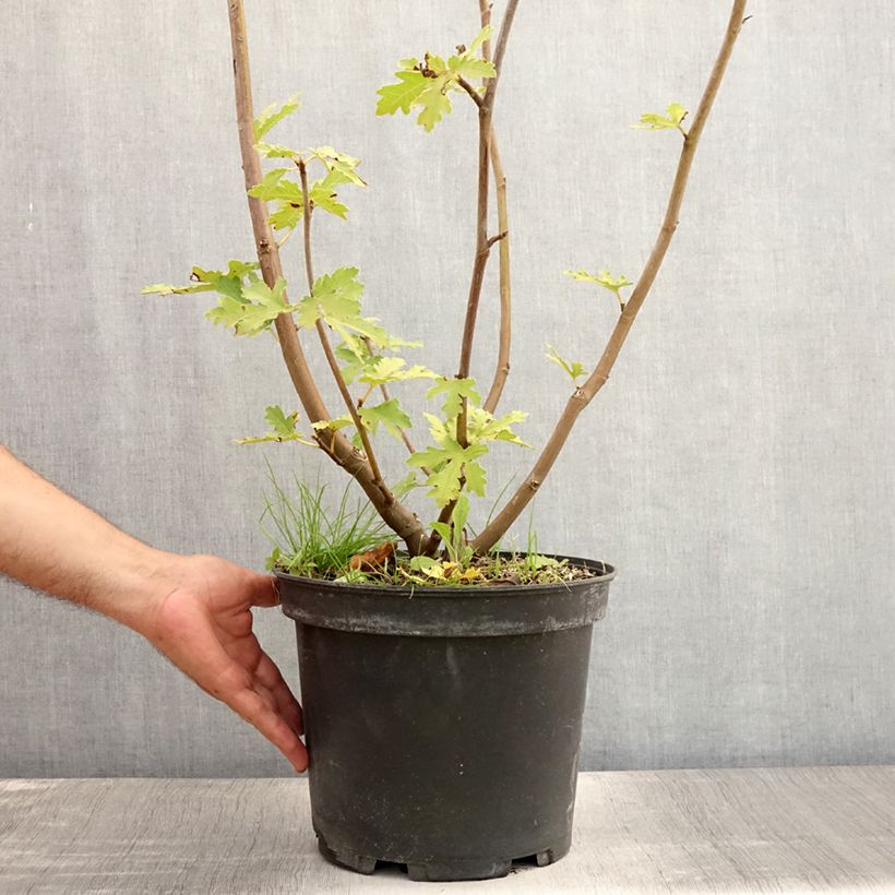 Exemplar von Feige Ice crystal - Ficus carica Topf mit 4L/5L, Strauch wie im Sommer geliefert