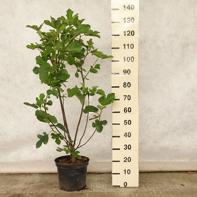 Exemplar von Feige Jannot - Ficus carica Topf mit 7,5L/10L, Halbstamm wie im Sommer geliefert