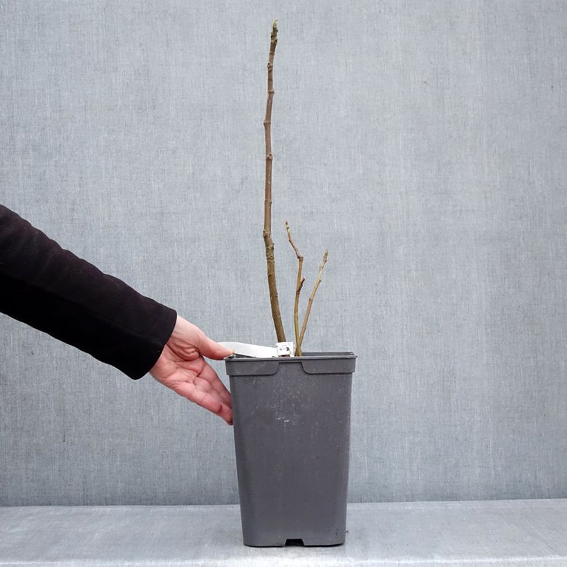 Example of Feige Kadota - Ficus carica Topf mit 4L/5L as you get in hiver