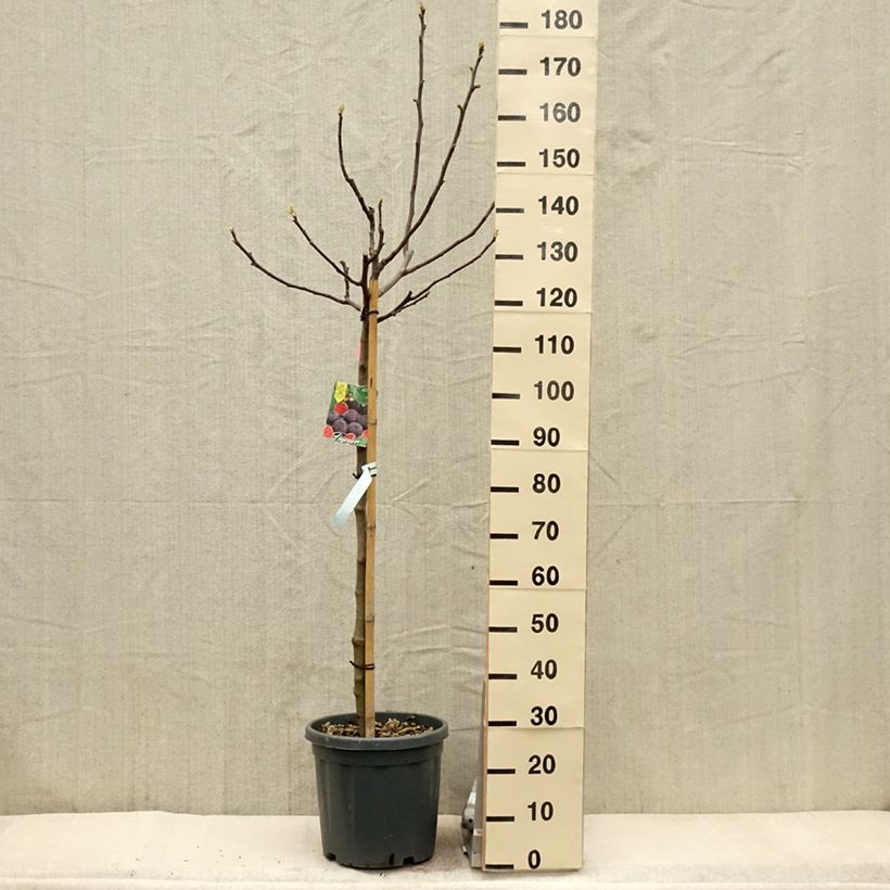 Exemplar von Feige Longue d'Août - Ficus carica Topf mit 12L/15L, Halbstamm wie im Frühjahr geliefert