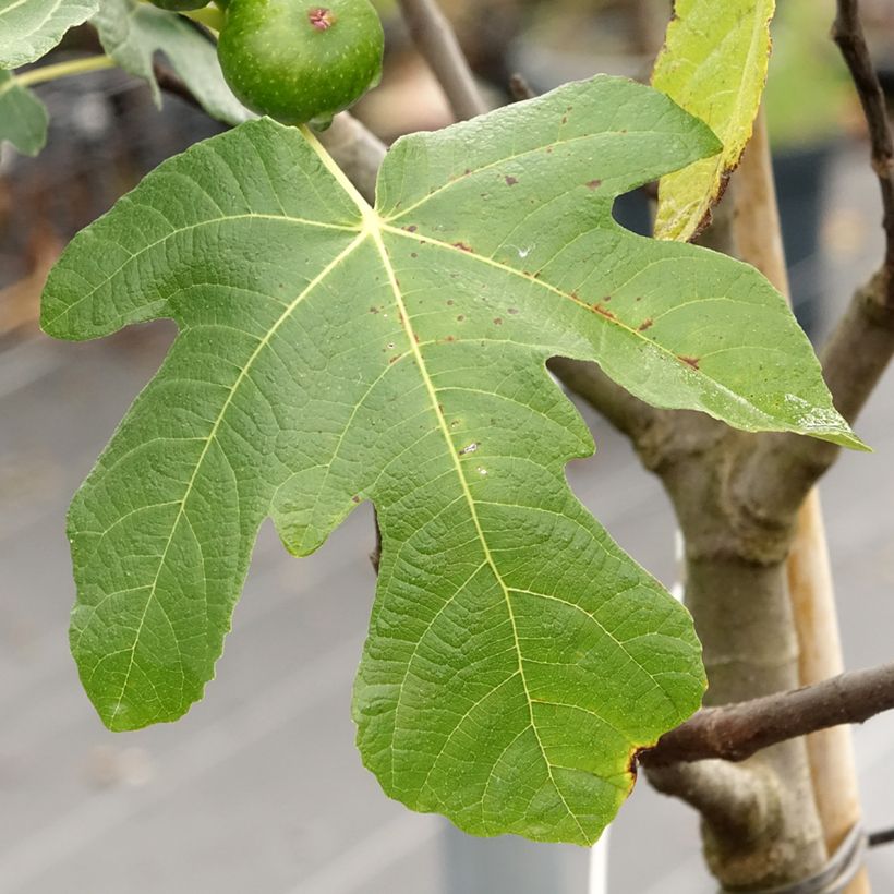Feige Longue d'Août - Ficus carica (Laub)