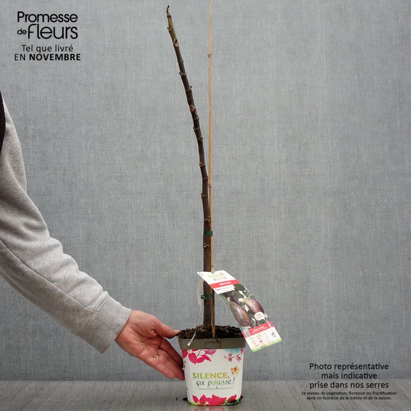 Exemplar von Feige Madeleine des Deux saisons - Ficus carica Topf mit 2L/3L, Heister wie im Herbst geliefert