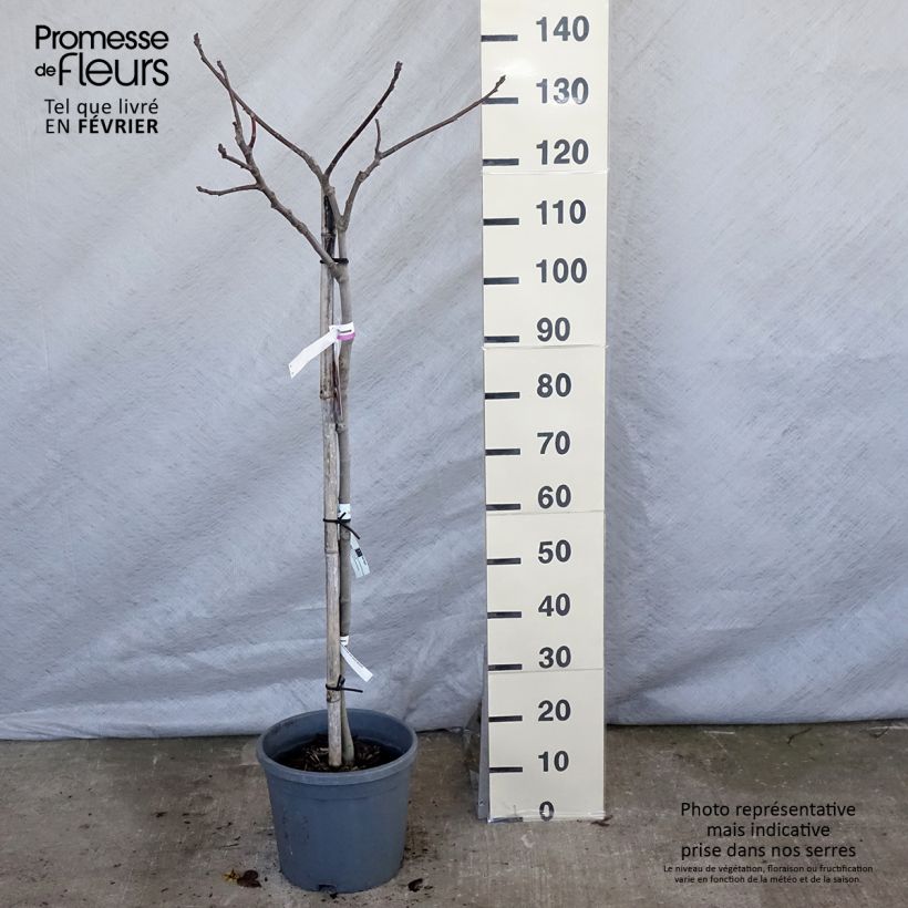 Exemplar von Feige Madeleine des Deux saisons - Ficus carica Topf mit 7,5L/10L, Halbstamm wie im Winter geliefert