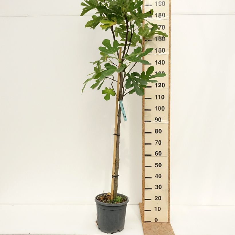 Exemplar von Feige Marseillaise - Ficus carica Topf mit 12L/15L, Halbstamm wie im Sommer geliefert