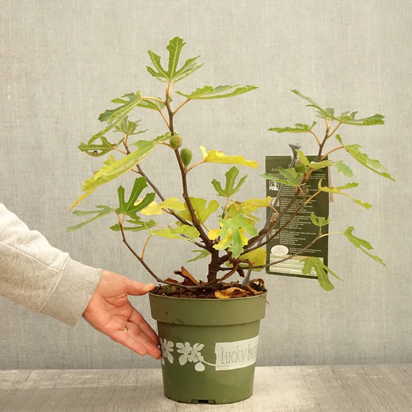 Exemplar von Figuier nain Lucky Berry - Ficus carica Pot de 4L/5L, Touffe wie im Herbst geliefert