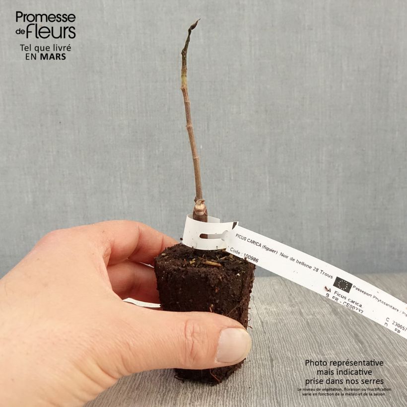 Exemplar von Feige Noire de Bellone - Ficus carica Kleine Töpfe von 8/9 cm wie im Frühjahr geliefert