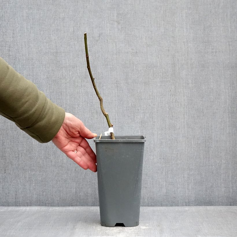 Exemplar von Feige Noire de Bellone - Ficus carica Topf mit 3L/4L, Strauch wie im Winter geliefert