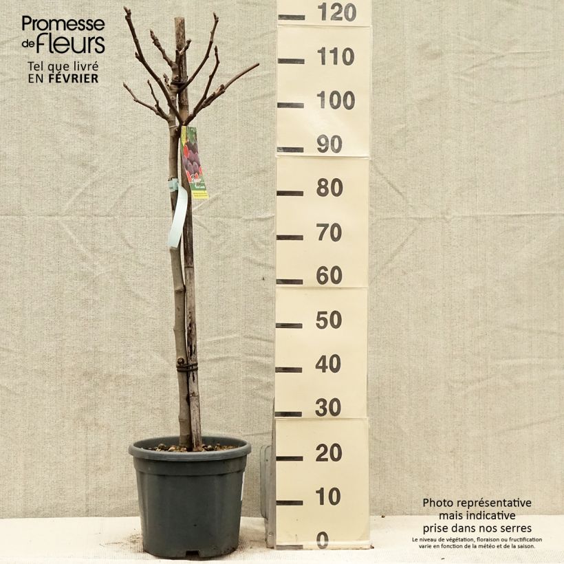 Exemplar von Feige Noire de Caromb - Ficus carica Topf mit 4L/5L, 1/4 Stängel wie im Winter geliefert