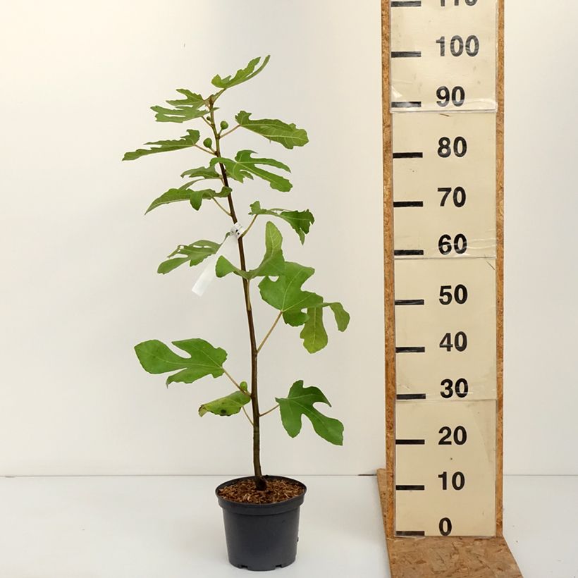 Exemplar von Feige Ronde De Bordeaux - Ficus carica Topf mit 2L/3L wie im Herbst geliefert