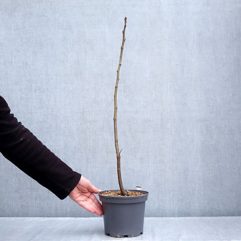 Exemplar von Feige Ronde De Bordeaux - Ficus carica Topf mit 2L/3L wie im Winter geliefert