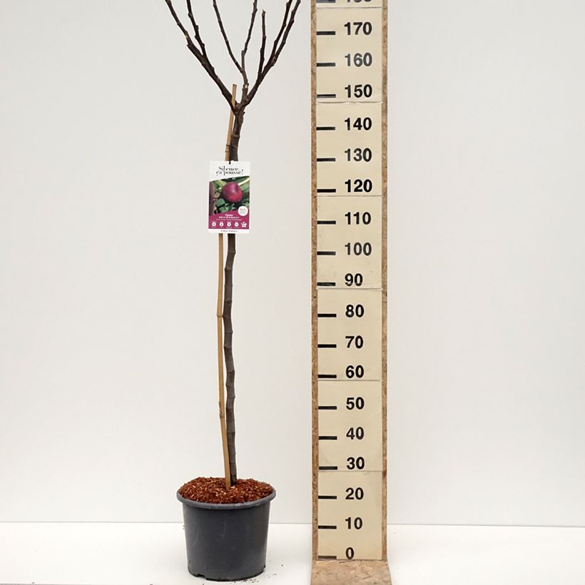 Exemplar von Figuier Rouge de Bordeaux - Pastilière Pot de 12L/15L, Demi-Tige wie im Winter geliefert