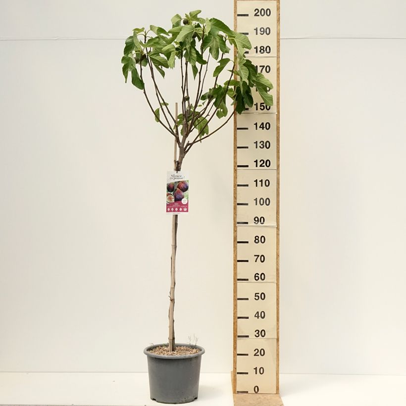 Exemplar von Feige Rouge de juillet 'Minfigfor' - Ficus carica Kleine Töpfe von 8/9 cm wie im Frühjahr geliefert