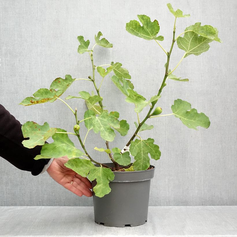 Exemplar von Feige Terza - Ficus carica Topf mit 4L/5L, Strauch wie im Herbst geliefert