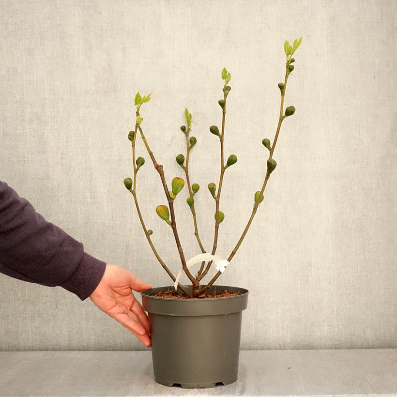 Exemplar von Feige Terza - Ficus carica Topf mit 4L/5L, Strauch wie im Frühjahr geliefert