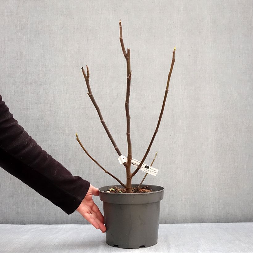 Exemplar von Figuier Violette D'argenteuil - Ficus carica Topf mit 4L/5L, Strauch wie im Winter geliefert