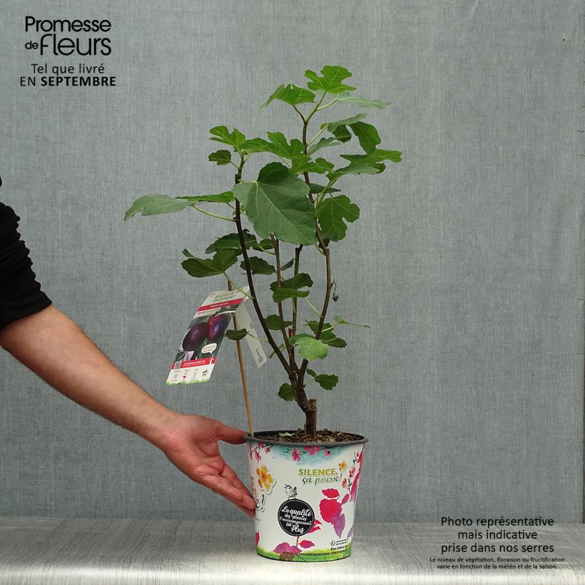 Exemplar von Feige Violette Dauphine - Ficus carica Topf mit 2L/3L, Strauch wie im Herbst geliefert